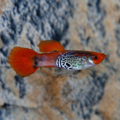 Poecilia ret.   Guppy snakeskin koi L
