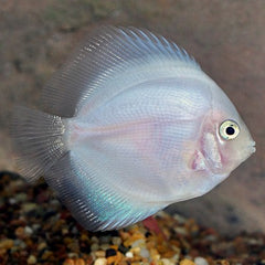 S.discus   Discus snow white 7-8 cm