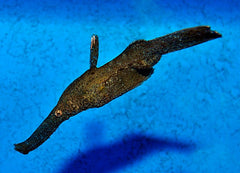 Solenostomus cyanopterus