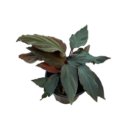 Homalomena humilis in pot