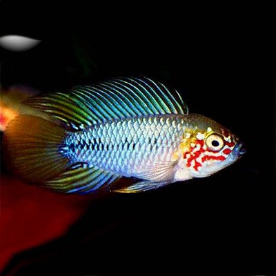 Apistogramma borelli opal  2,5 cm