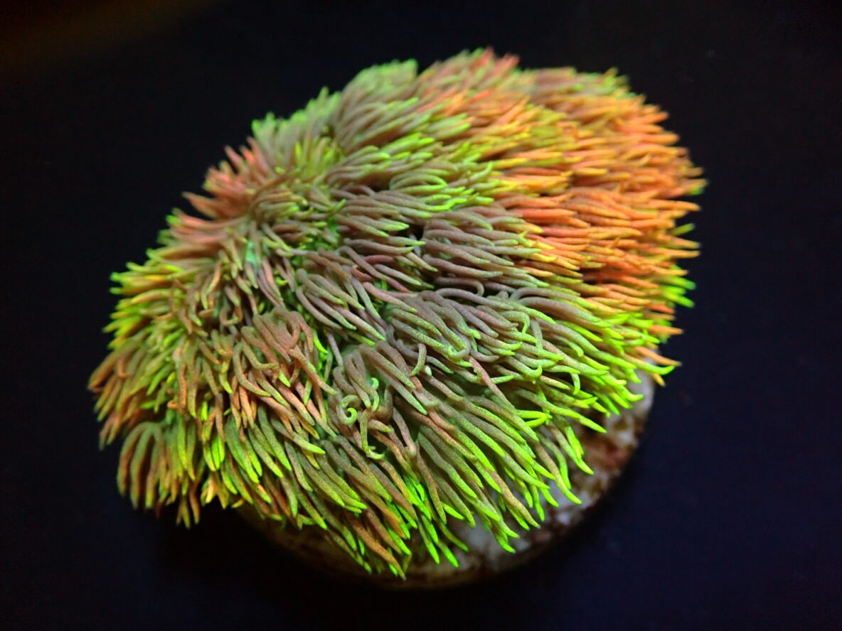 Goniopora spp. (Special Selected) (frag)