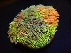 Goniopora spp. (Special Selected) (frag)