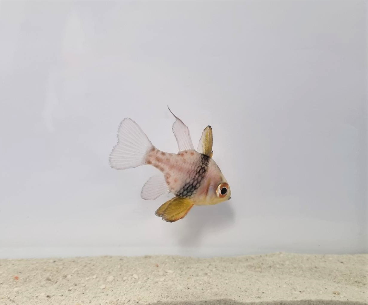 Sphaeramia nematoptera - T.B.