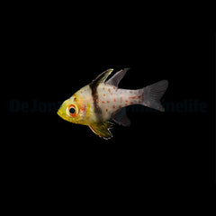 Sphaeramia nematoptera -  DJM Bred