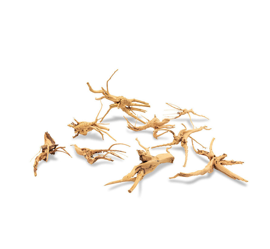 Spiderwood 12-20cm