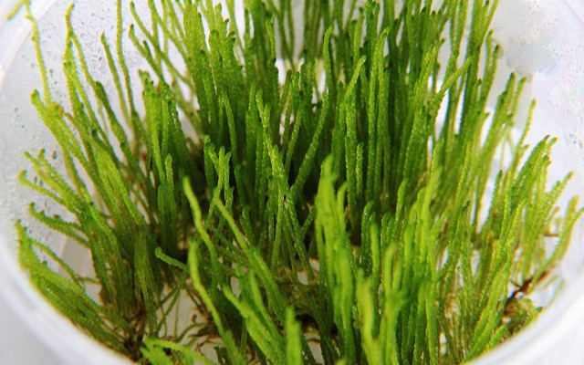 Spikey moss in beker