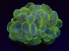 Plerogyra sinuosa (Splotched)
