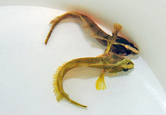 Springeratus polyporatus