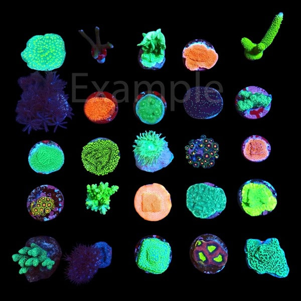 De Jong Marinelife (Starters package corals) (25pcs)