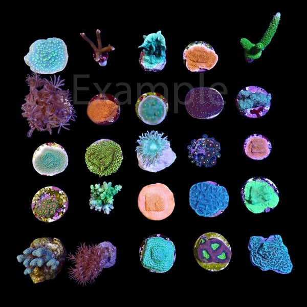 De Jong Marinelife (Starters package corals) (25pcs)