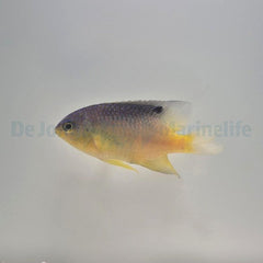 Stegastes leucostictus