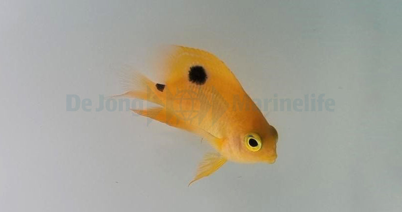Stegastes planifrons
