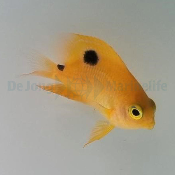 Stegastes planifrons