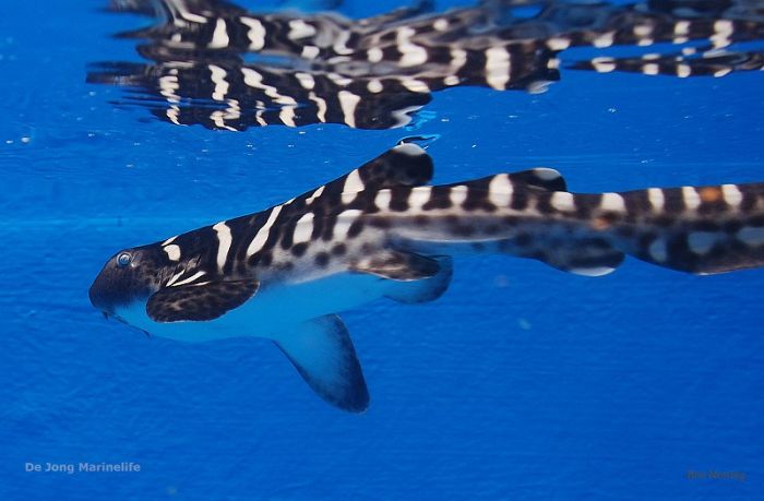 Stegostoma fasciatum - T.B.