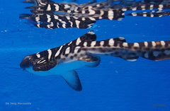 Stegostoma fasciatum - T.B.
