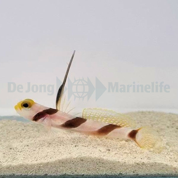 Stonogobiops nematodes