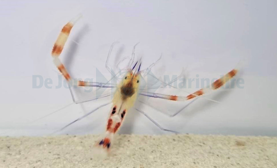 Stenopus cyanoscelis