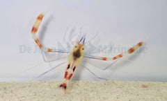 Stenopus cyanoscelis