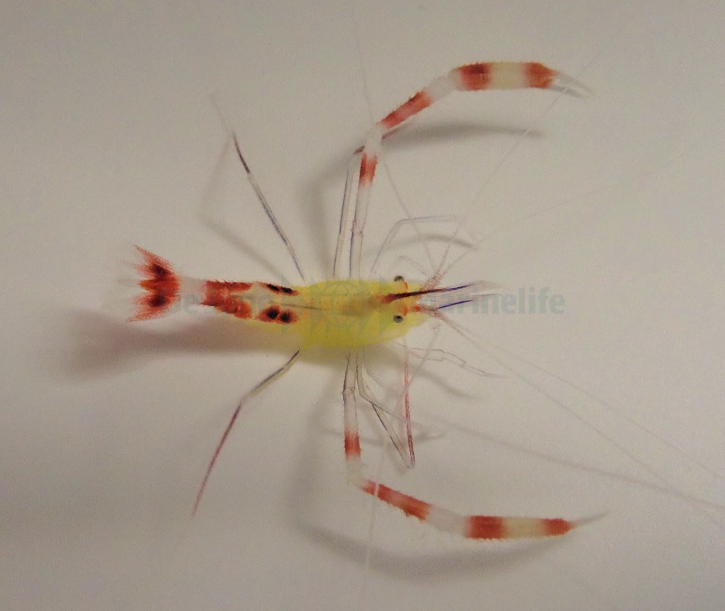 Stenopus cyanoscelis