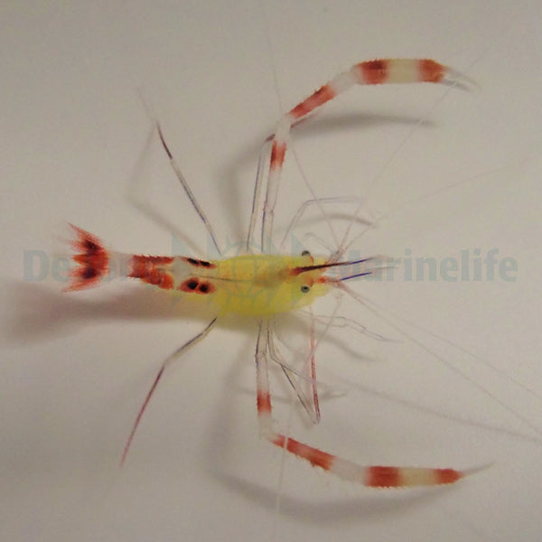 Stenopus cyanoscelis