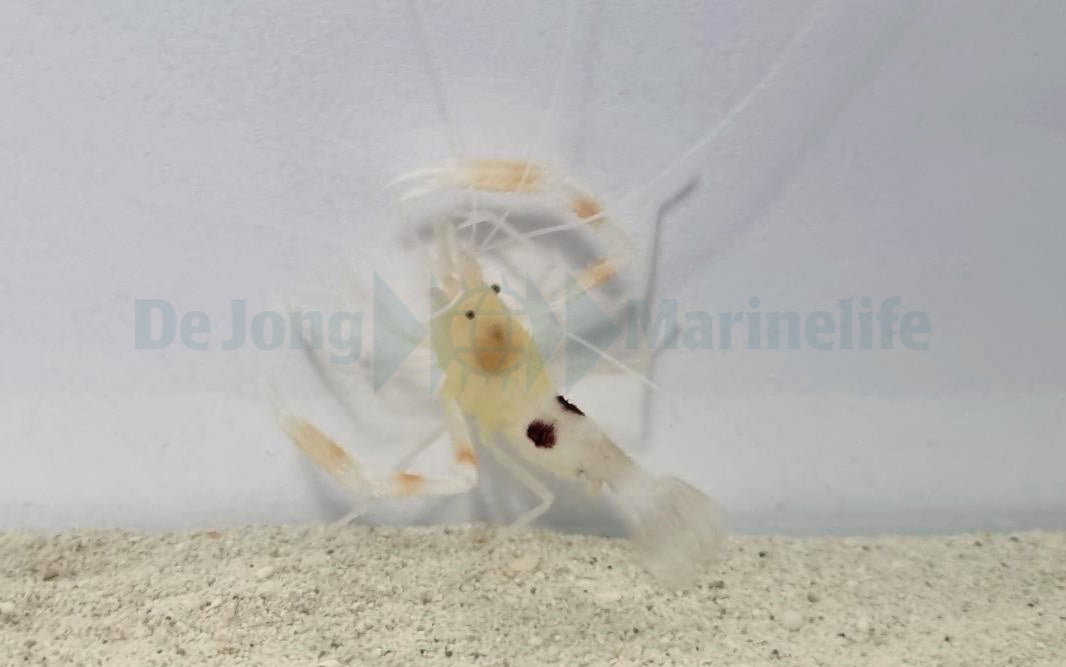 Stenopus devaneyi