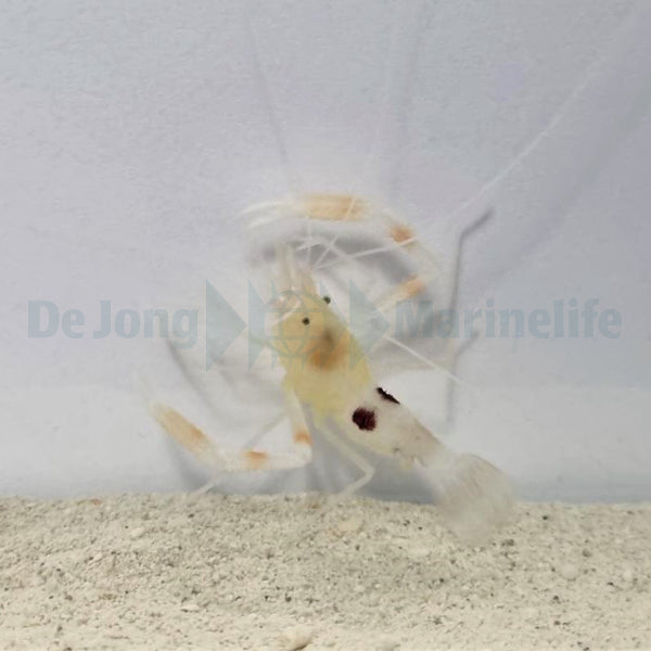Stenopus devaneyi