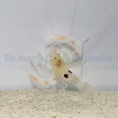 Stenopus devaneyi