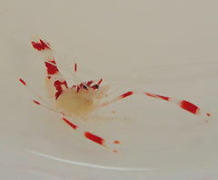 Stenopus qoyi
