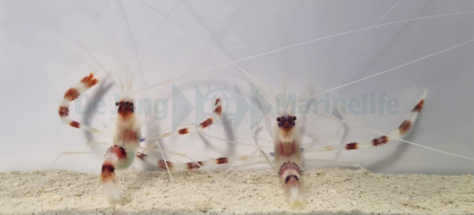 Stenopus hispidus (Pair)