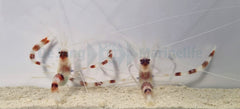 Stenopus hispidus (Pair)