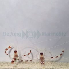 Stenopus hispidus (Pair)