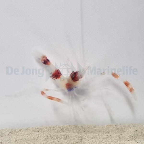 Stenopus hispidus