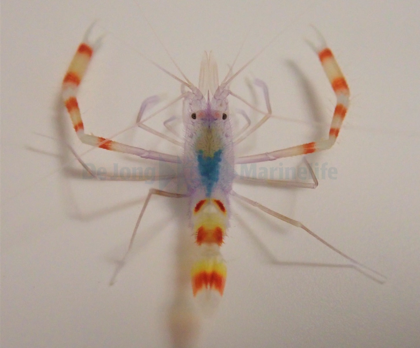 Stenopus tenuirostris