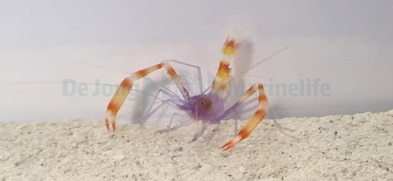 Stenopus tenuirostris