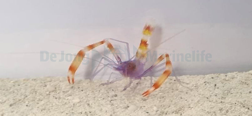 Stenopus tenuirostris