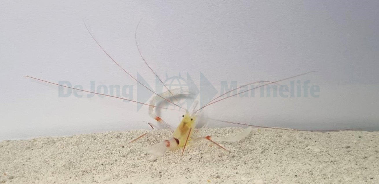 Stenopus zanzibaricus