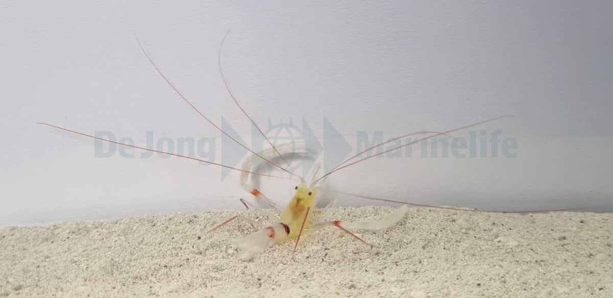 Stenopus zanzibaricus