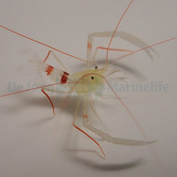 Stenopus zanzibaricus