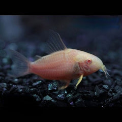 Corydoras sterbai albino
 M @