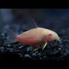 Corydoras sterbai albino
 M