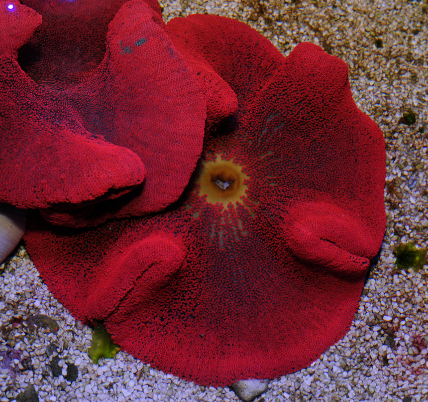 Stichodactyla spp. (Red)
