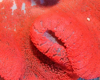 Stichodactyla spp. (Red)