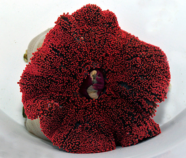 Stichodactyla spp. (Red)