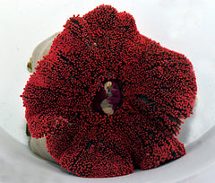 Stichodactyla spp. (Red)
