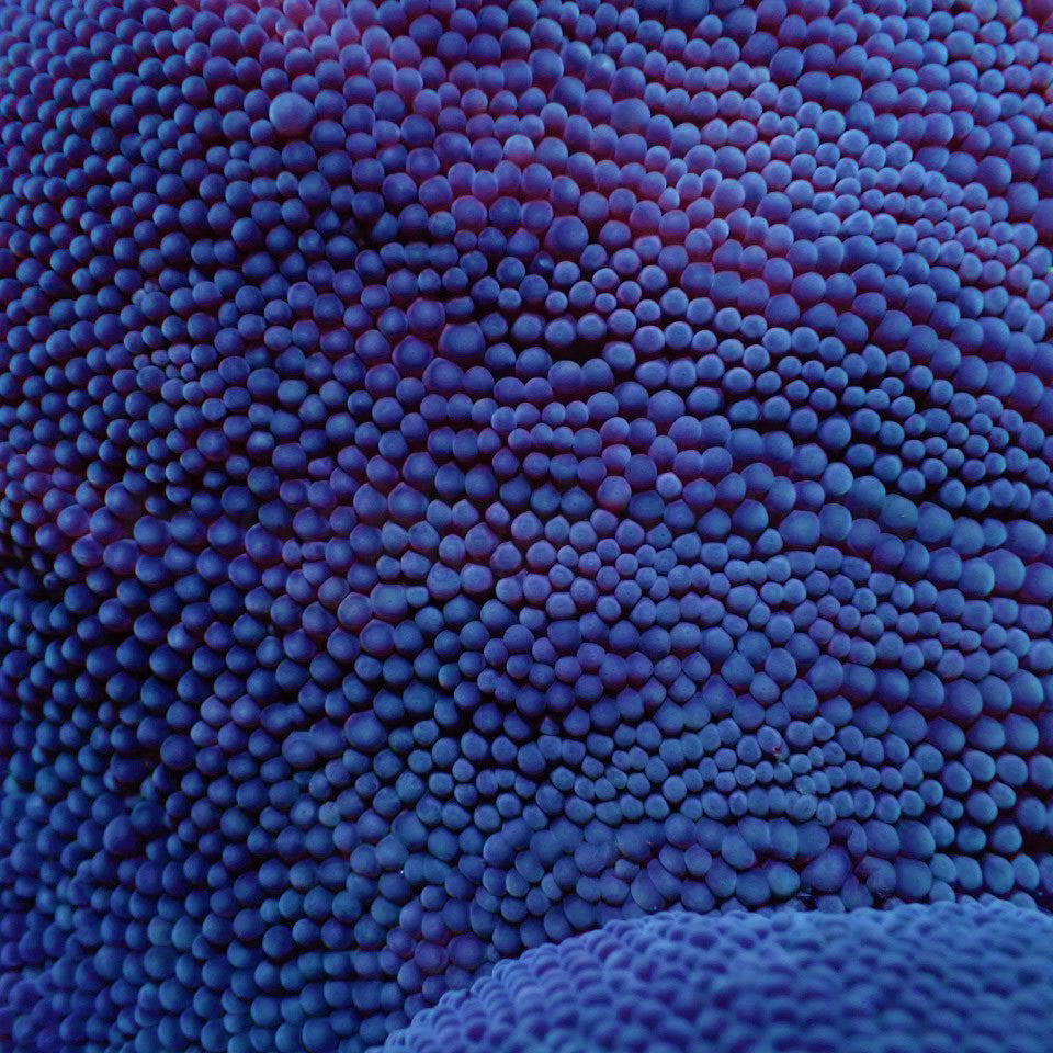 Stichodactyla spp. (Blue)