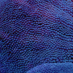 Stichodactyla spp. (Blue)