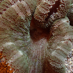 Stichodactyla spp. (Colored)