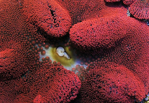 Stichodactyla spp. (Red)