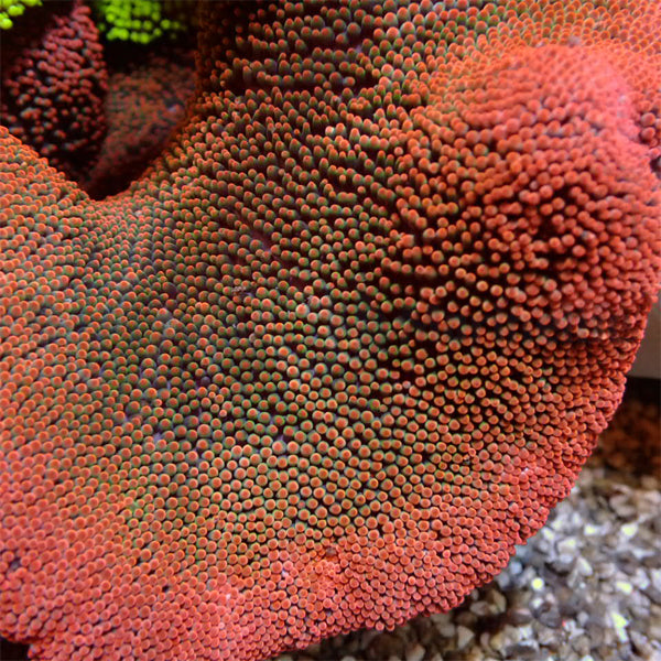 Stichodactyla spp. (Red)